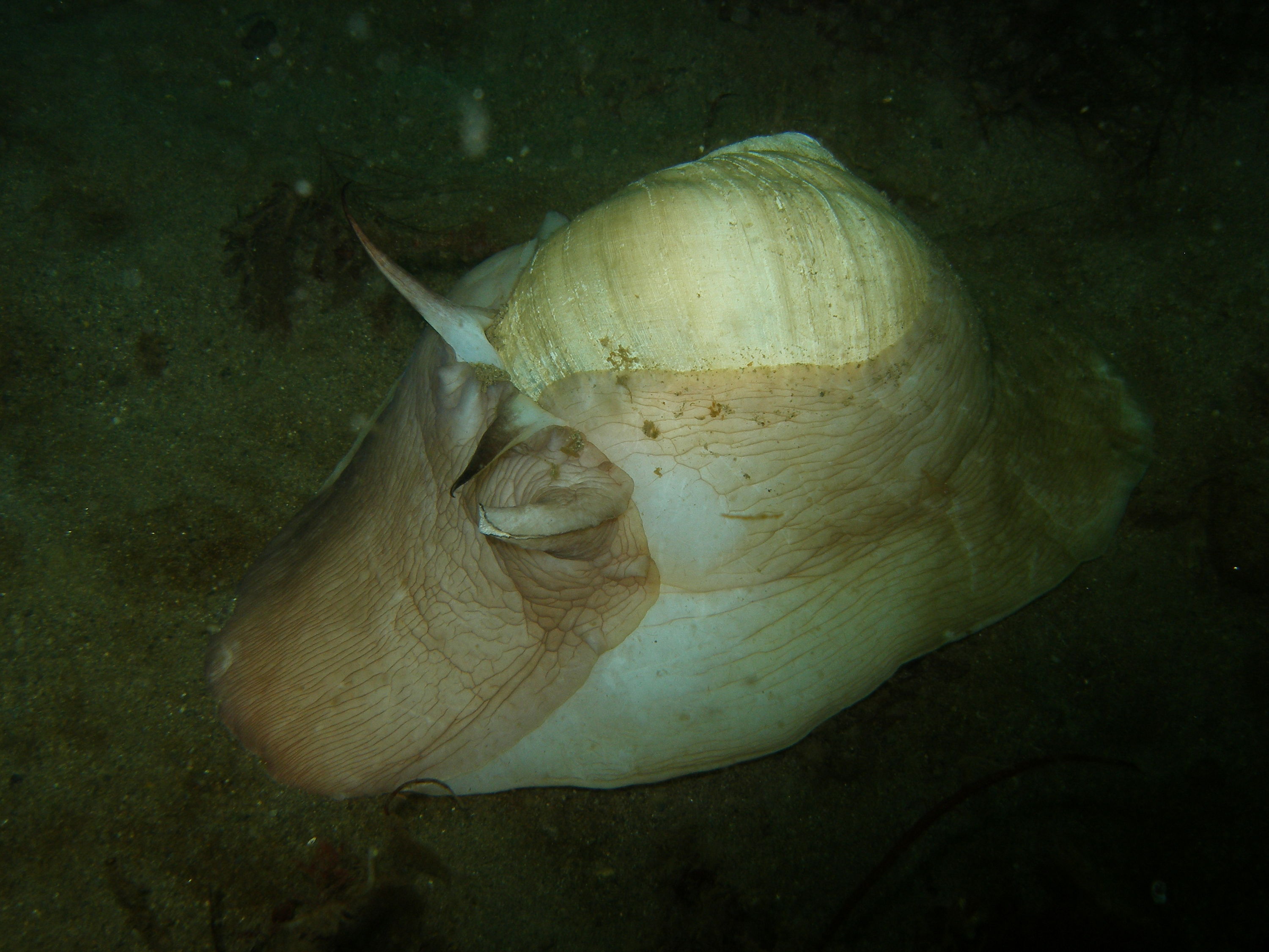 moon snail