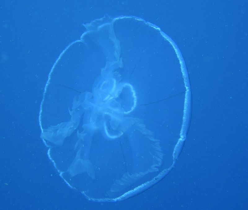 Moon_jellyfish