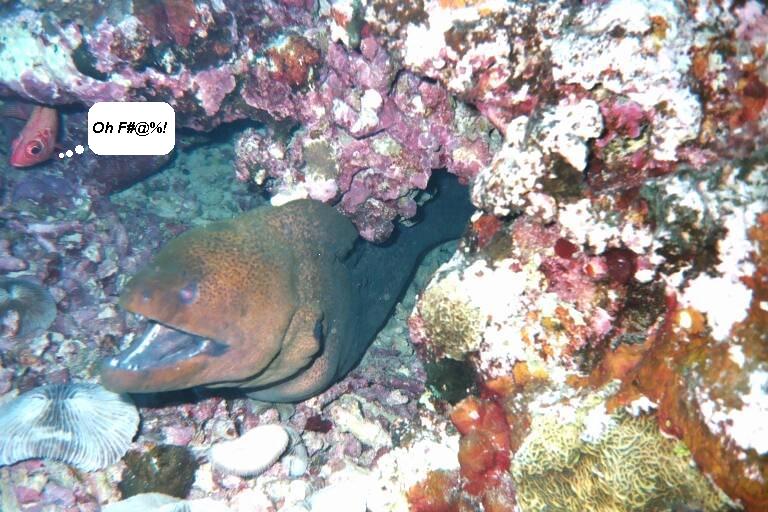 Mooray eel in Barbados