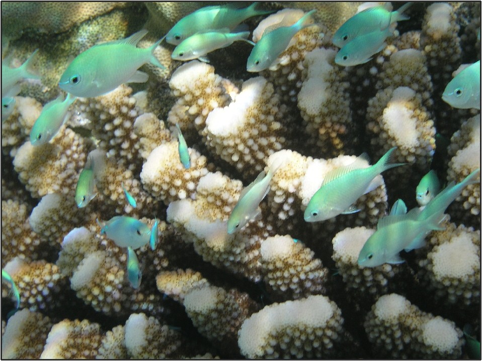 Moorea_Coral_and_Fish