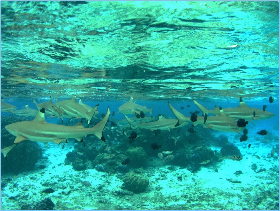 Moorea_Shark_Frenzy_ce_