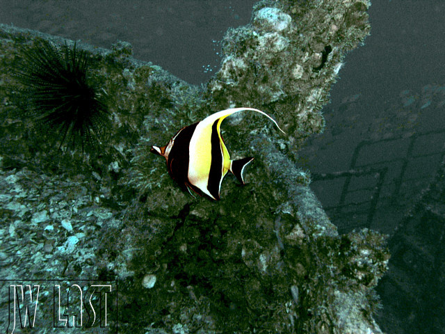 Moorish Idol Deep