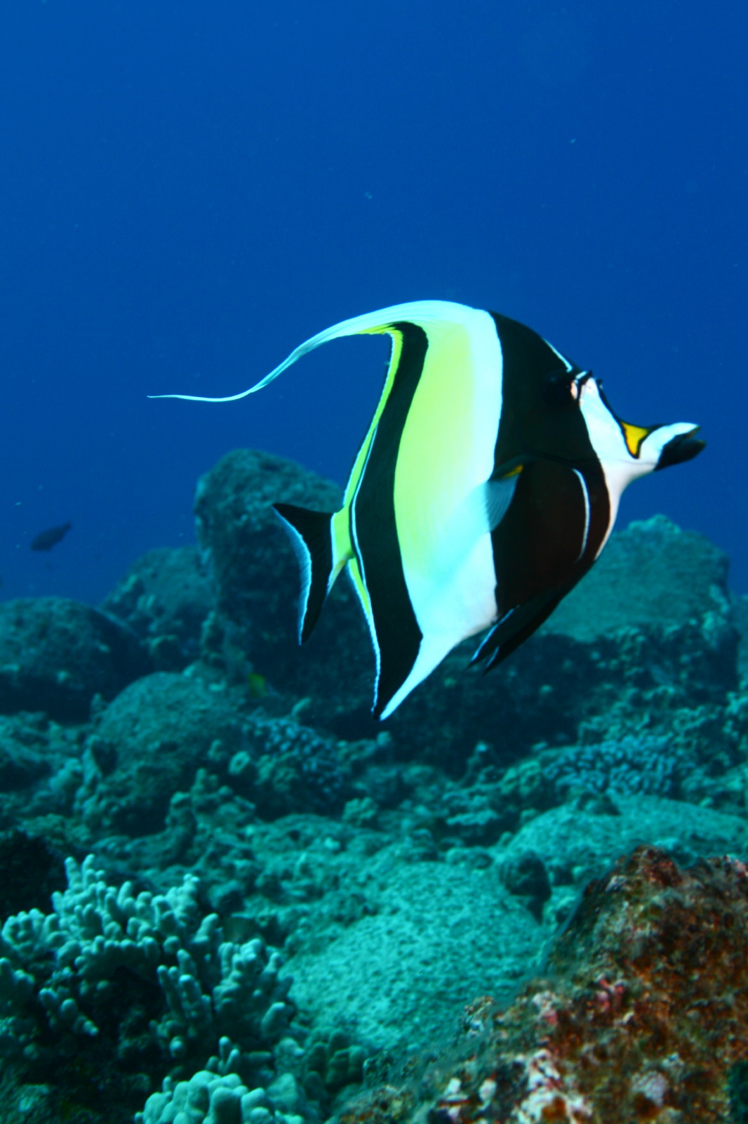 Moorish Idol