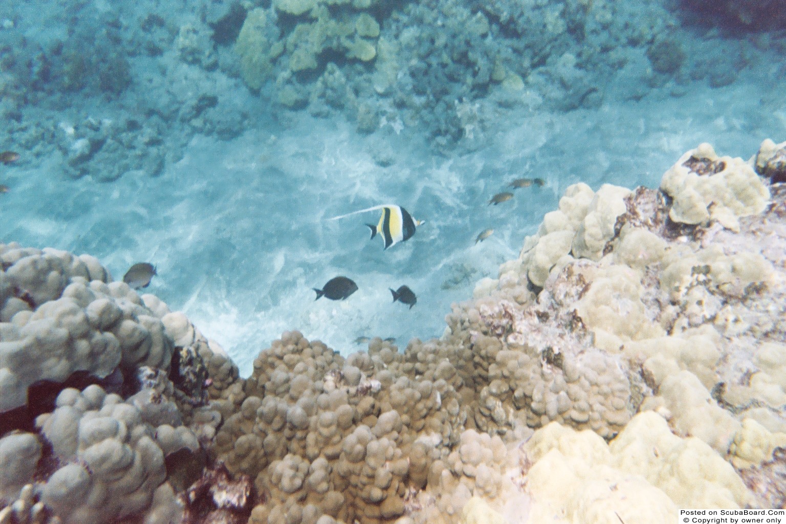 Moorish Idol