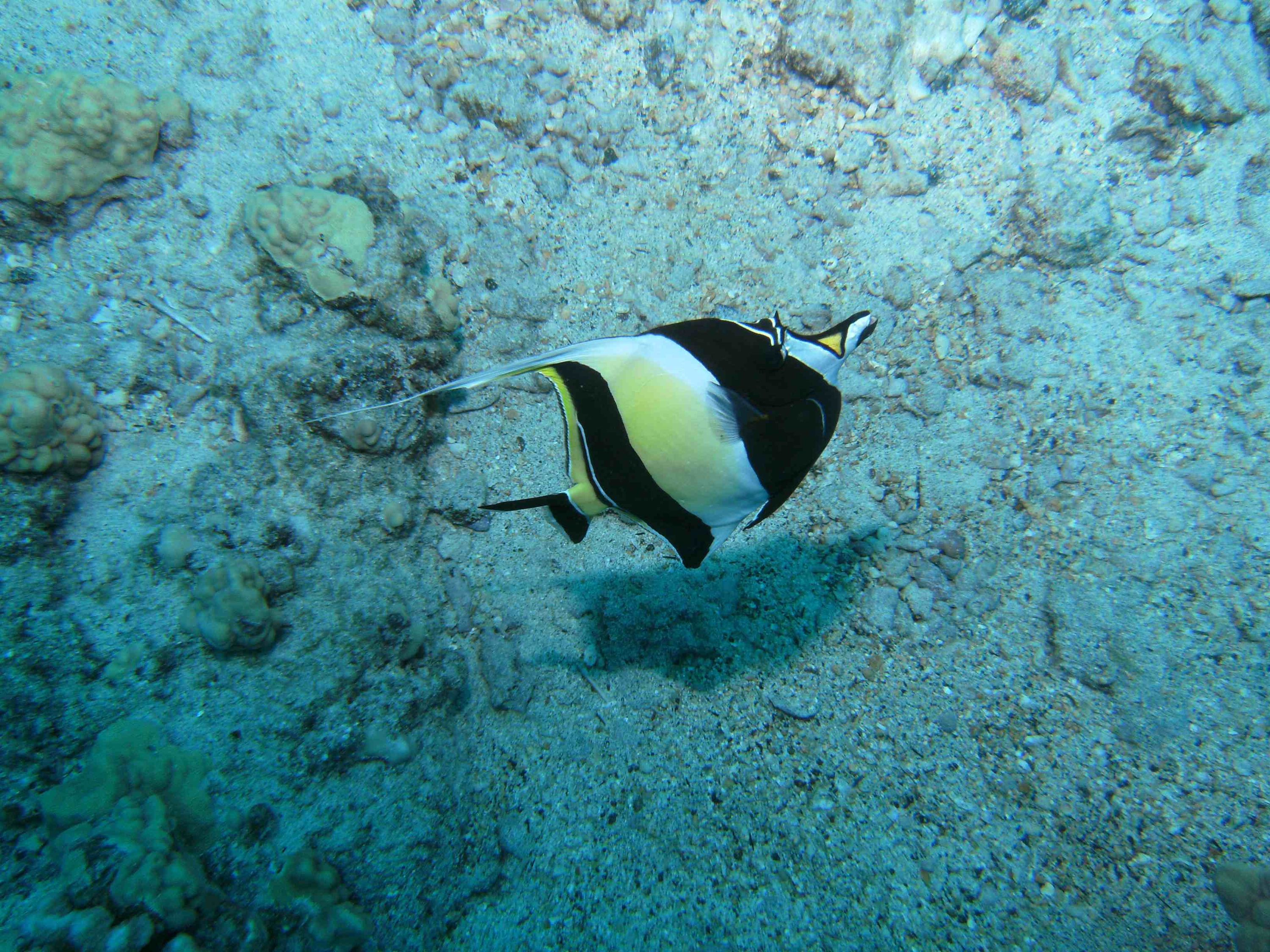 Moorish Idol