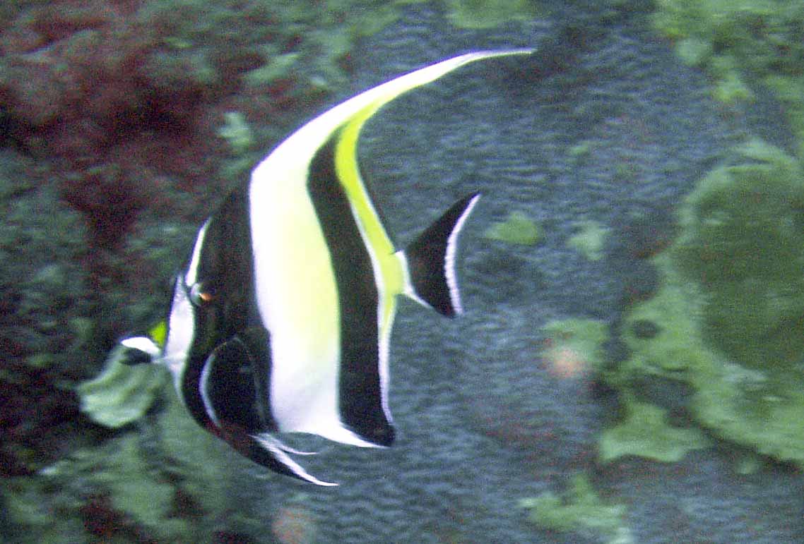 Moorish Idol