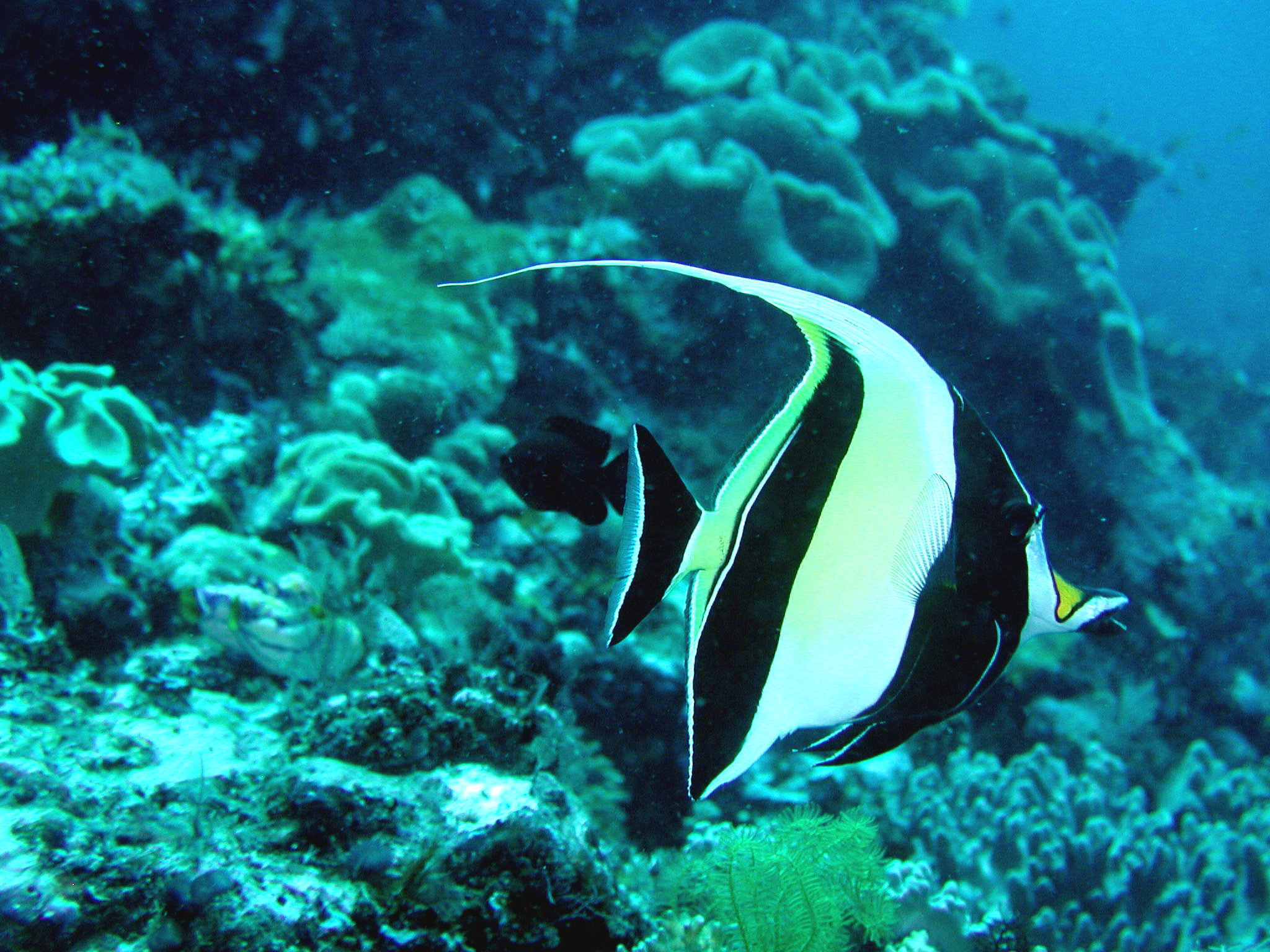 Moorish Idol