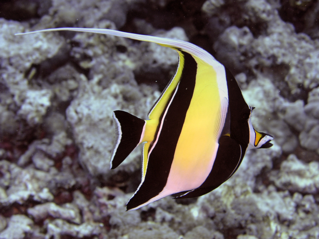 moorish idol