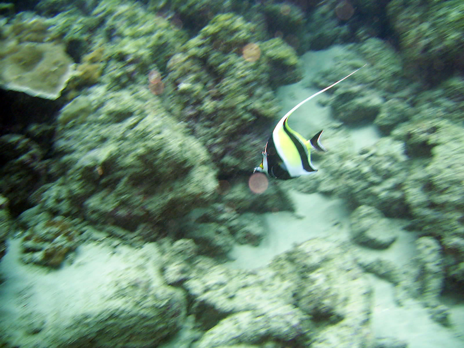 Moorish Idol