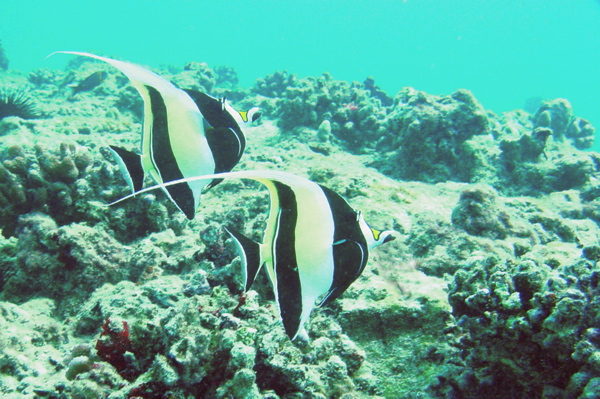 Moorish Idols