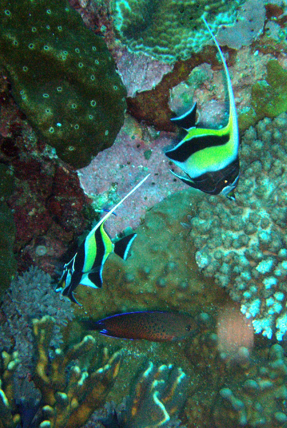 Moorish Idols