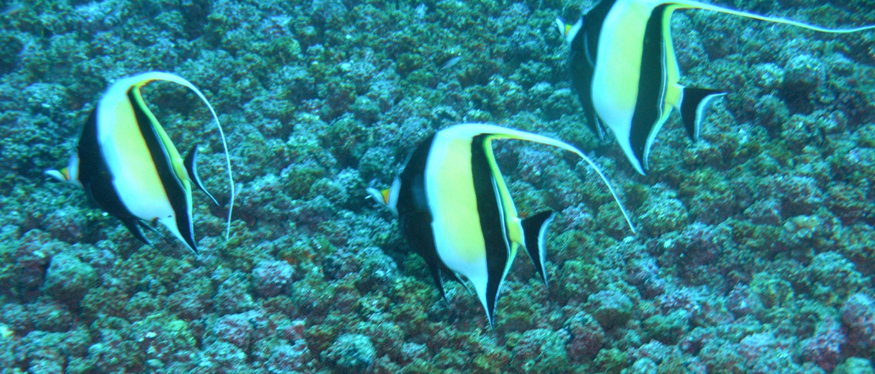 moorish idols