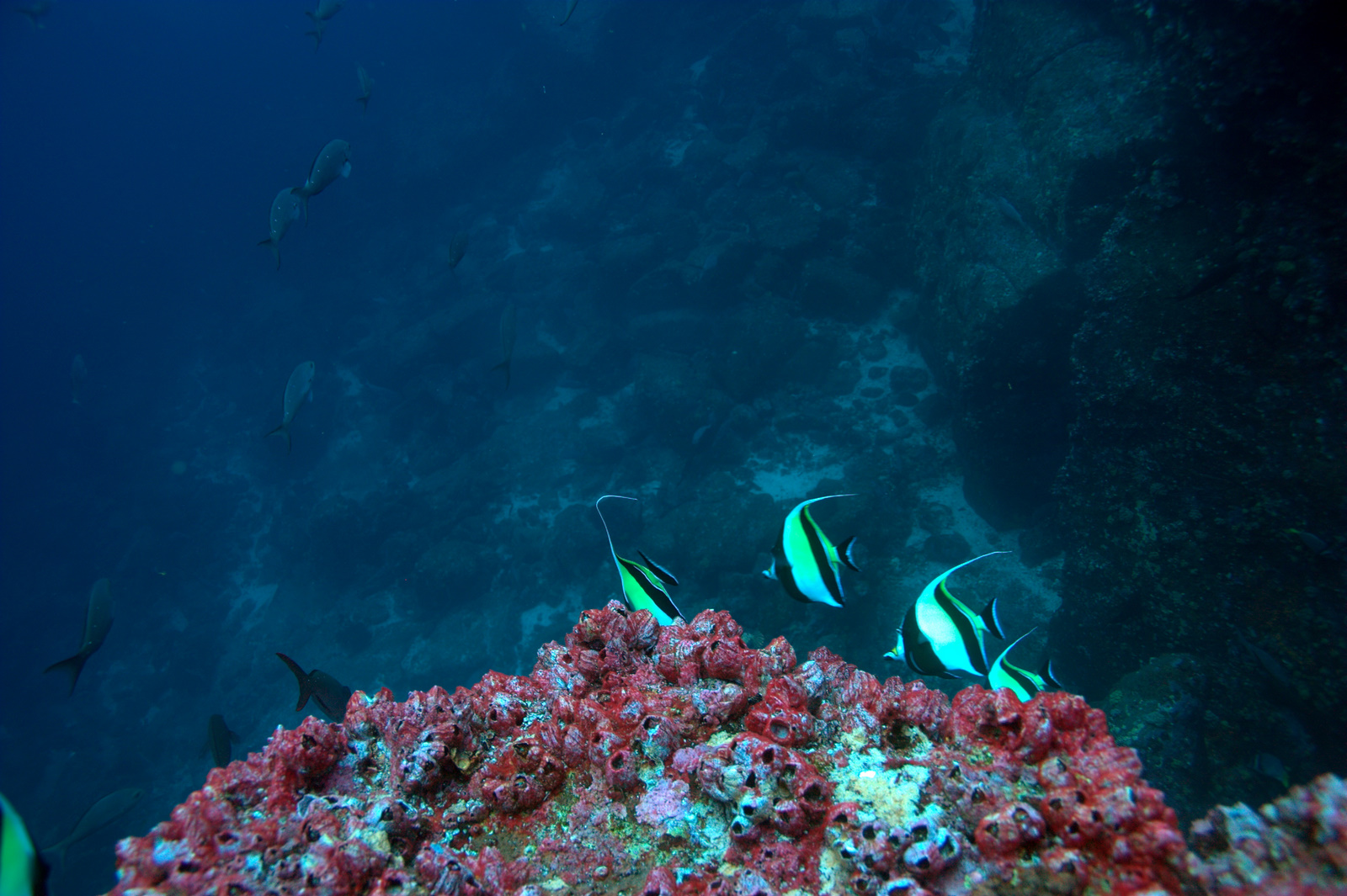 Moorish Idols