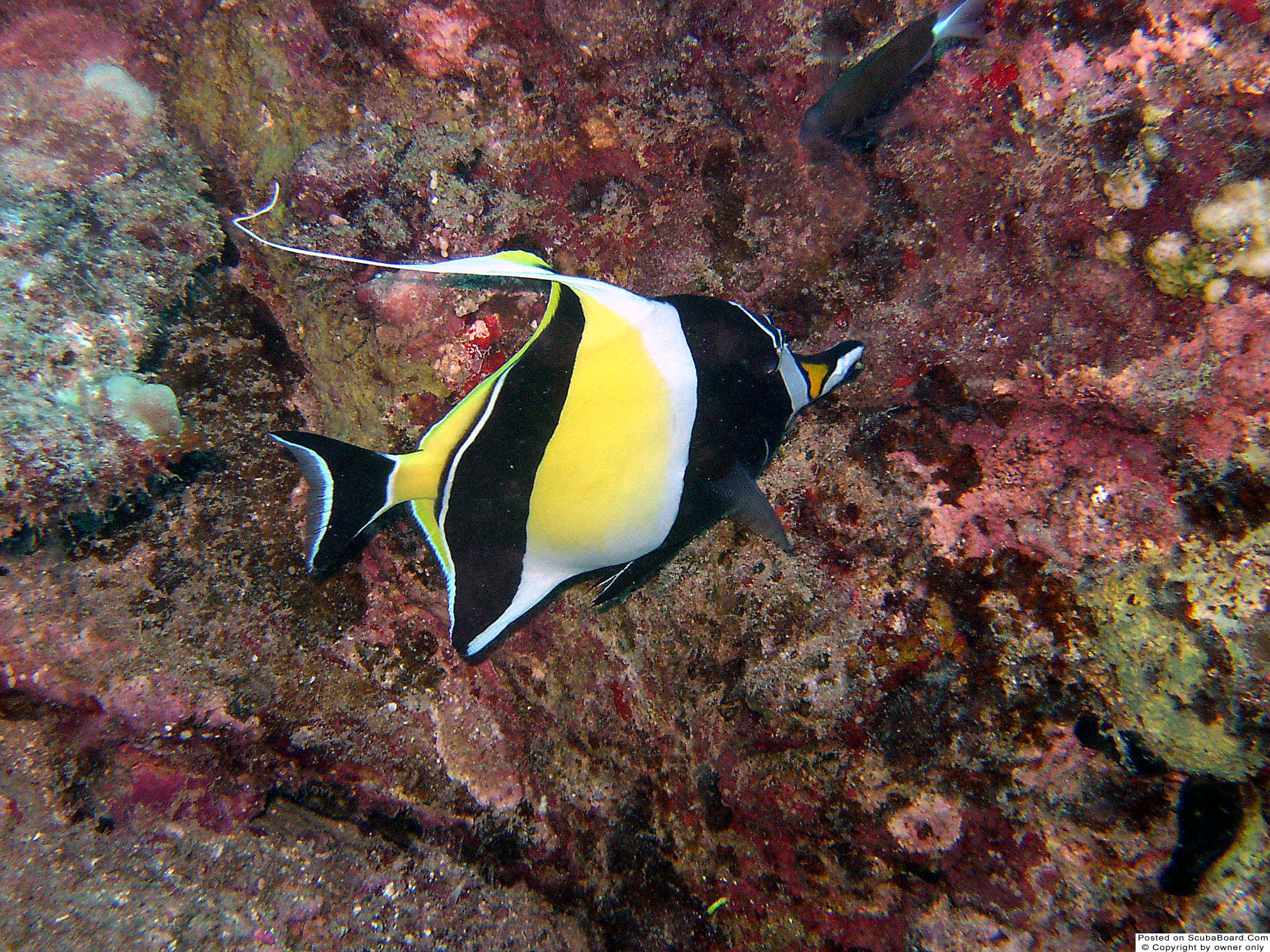 Moorish_Idol_Kauai_May_2004