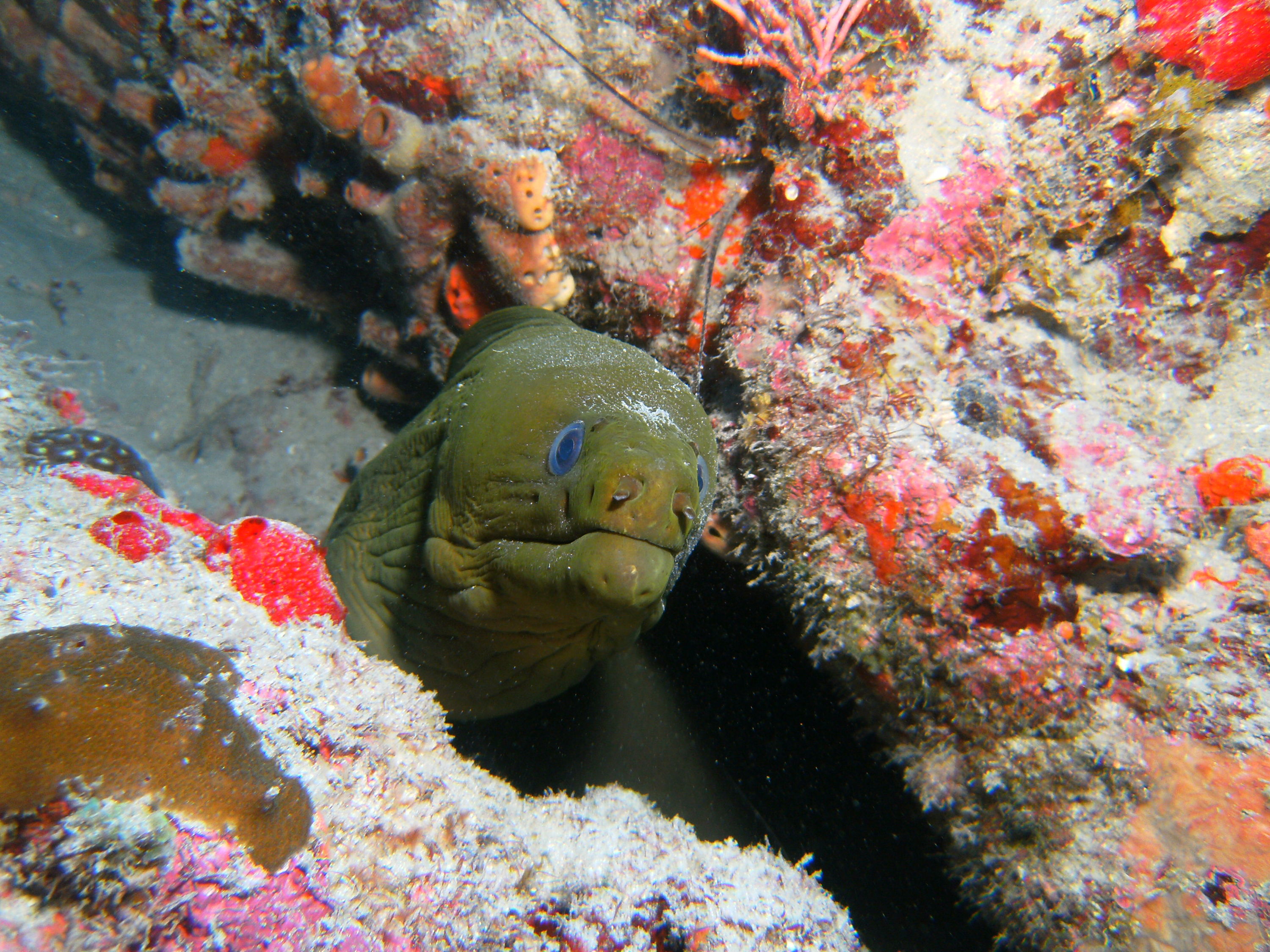 moray 2 while out with jupiter dive center
