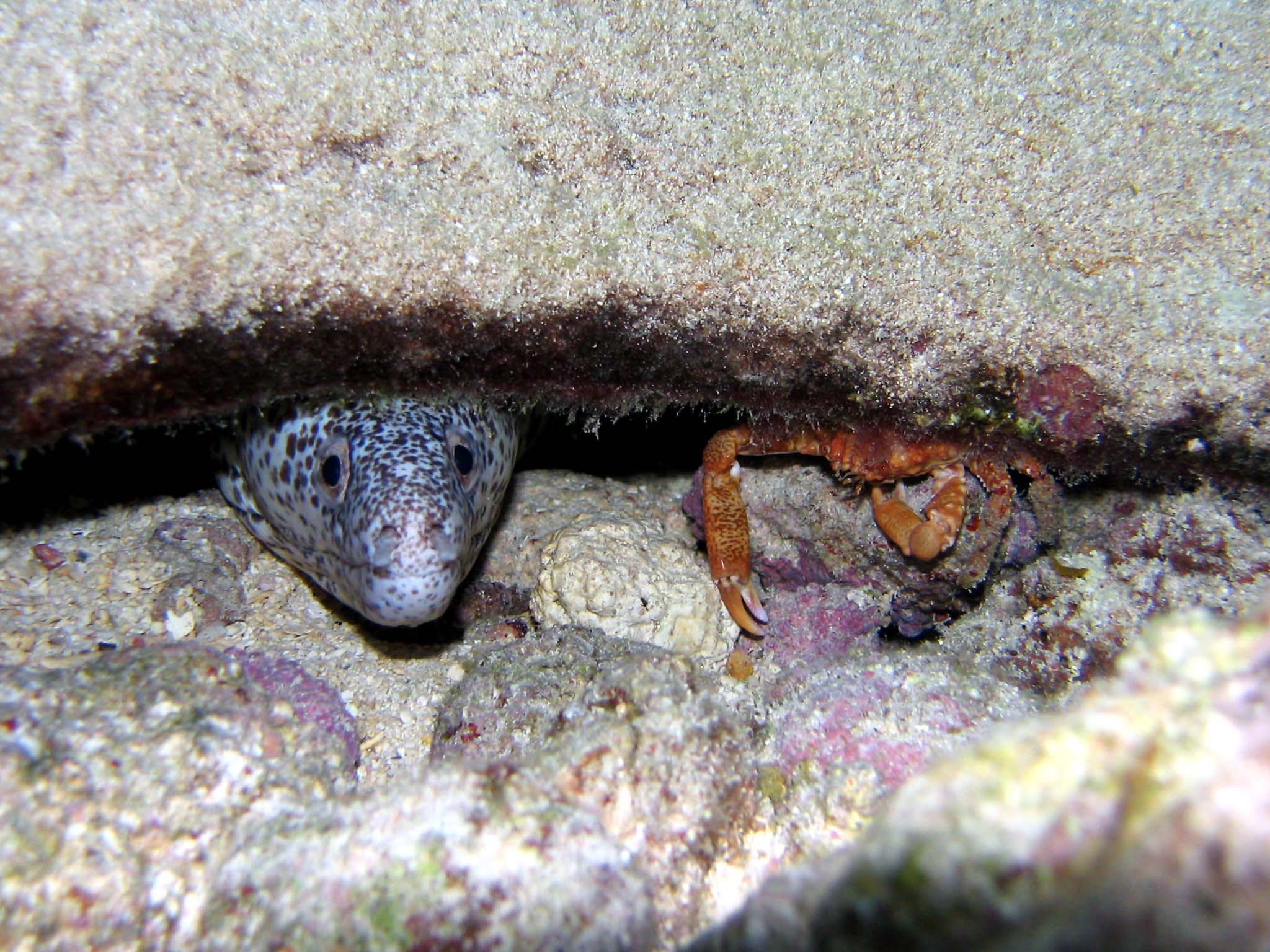 Moray and Crab