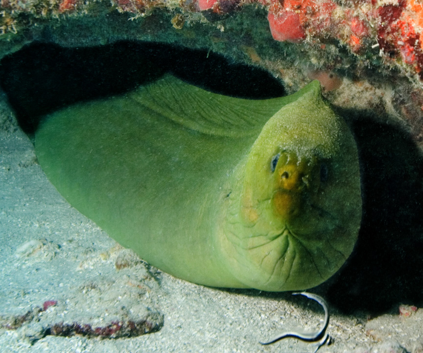 Moray and Drum