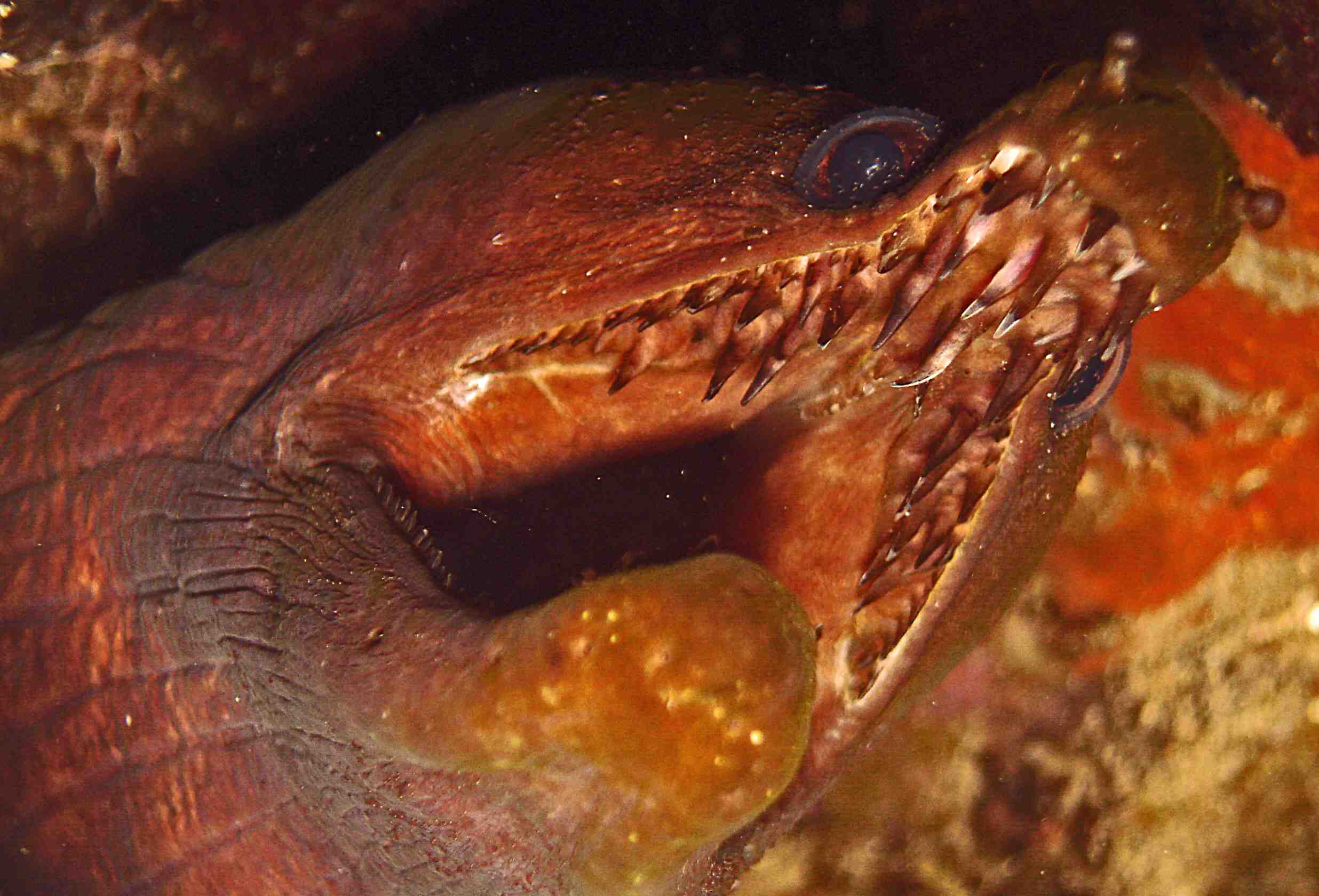 Moray at PPBaixo Cabo Verde