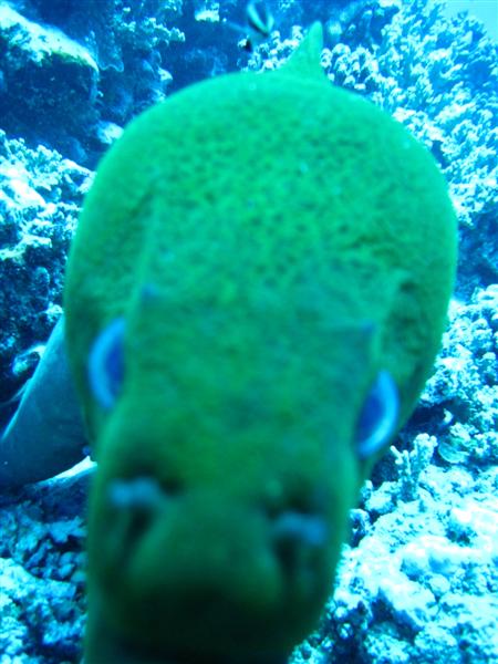 Moray checking out my cam