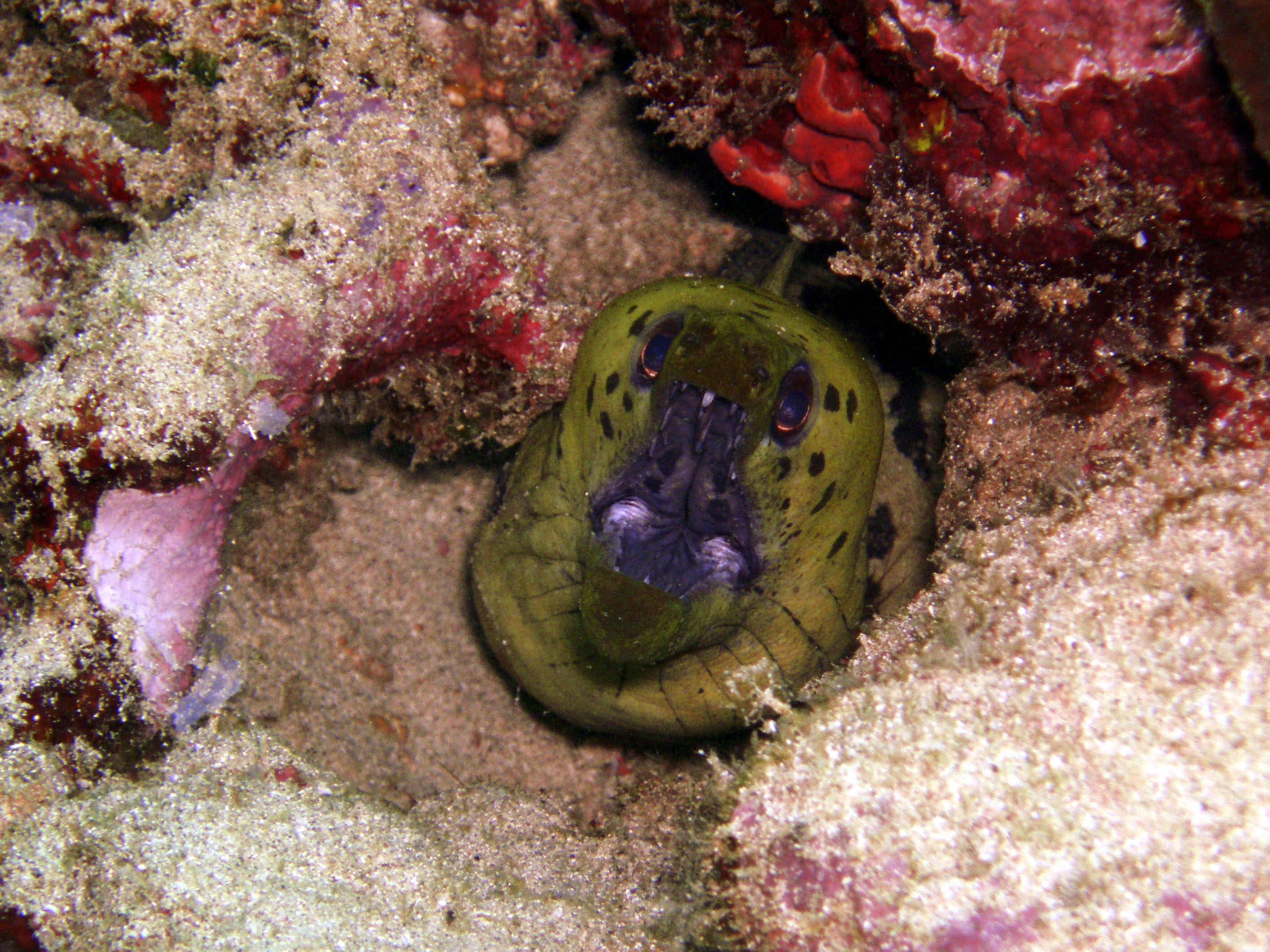 Moray Eel 1 - Bunaken