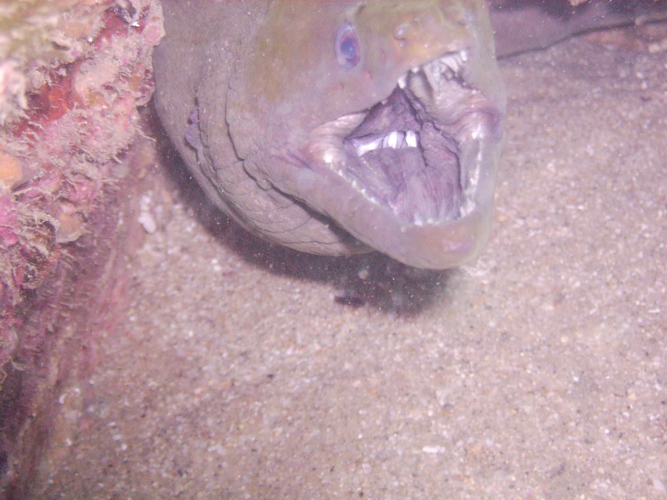 Moray eel 2