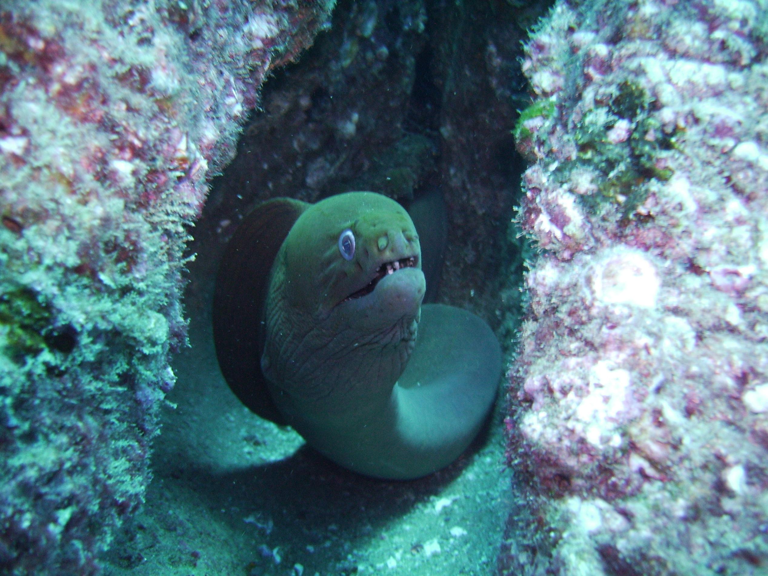 Moray eel 3