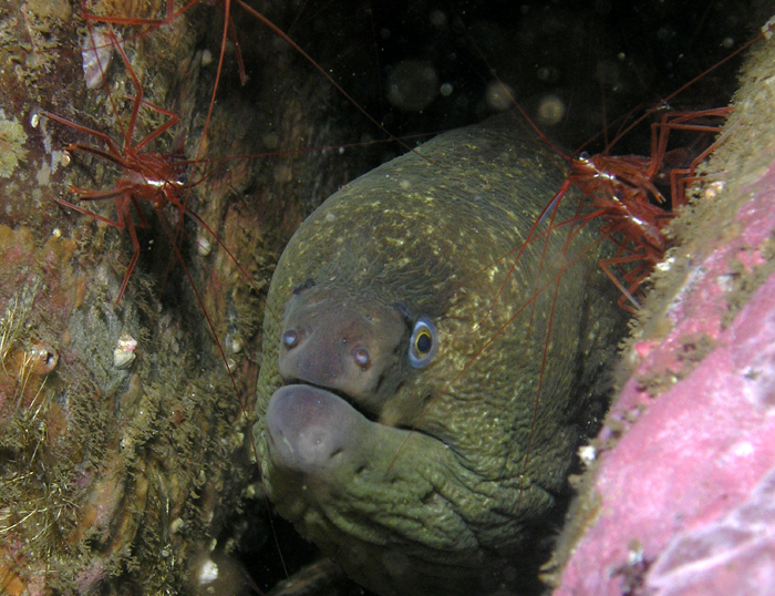 Moray Eel and Shrimp - Deadman's Reef