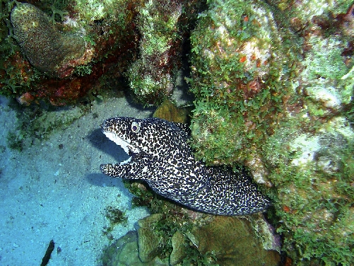 Moray eel at Curacao reefs