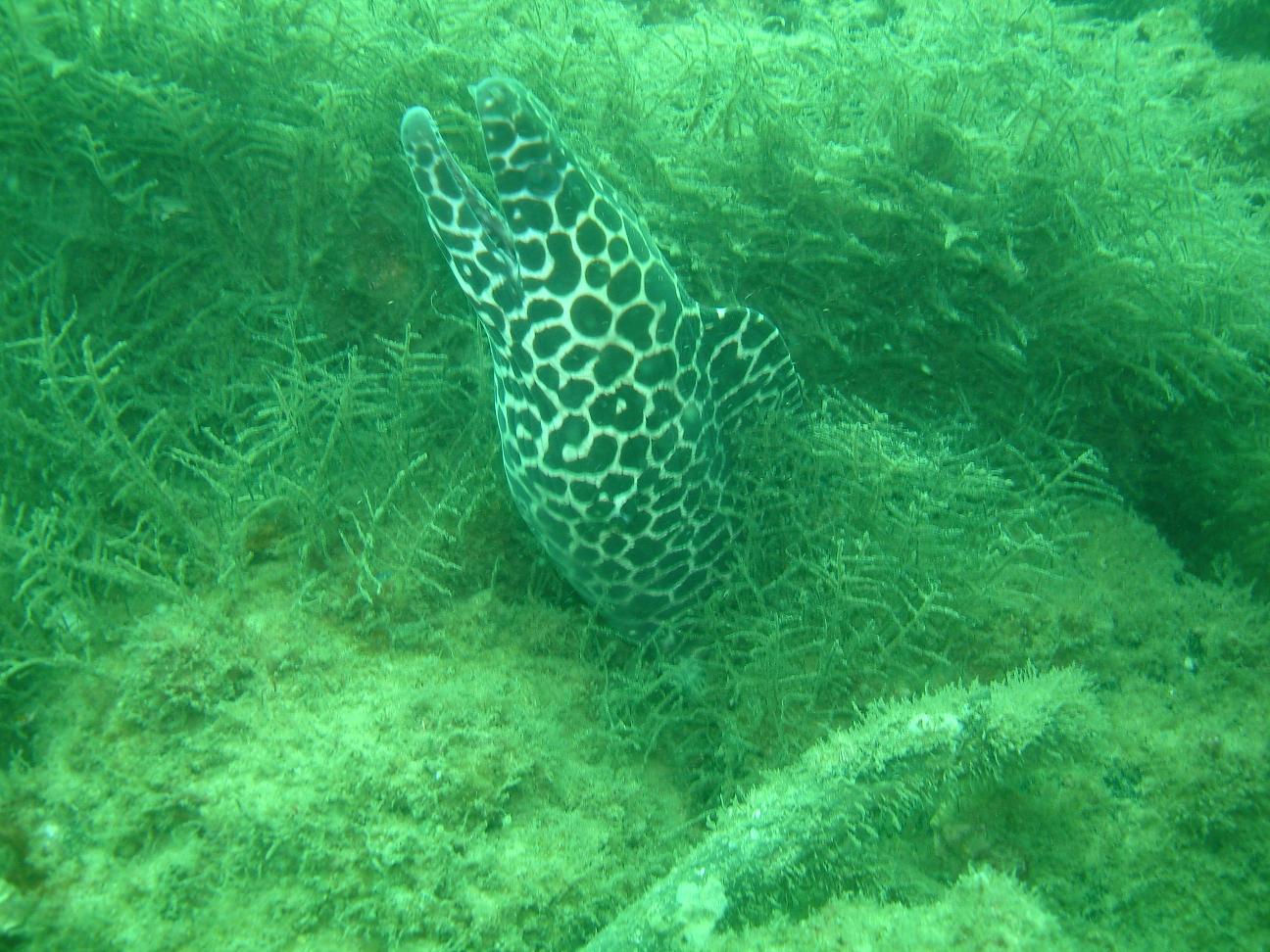 Moray Eel at Wave Break Island