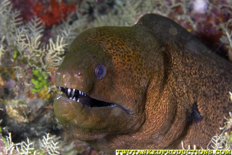 Moray Eel Bligh Water Fiji 07