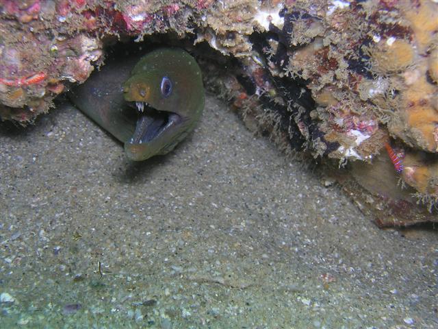 Moray Eel Cabo