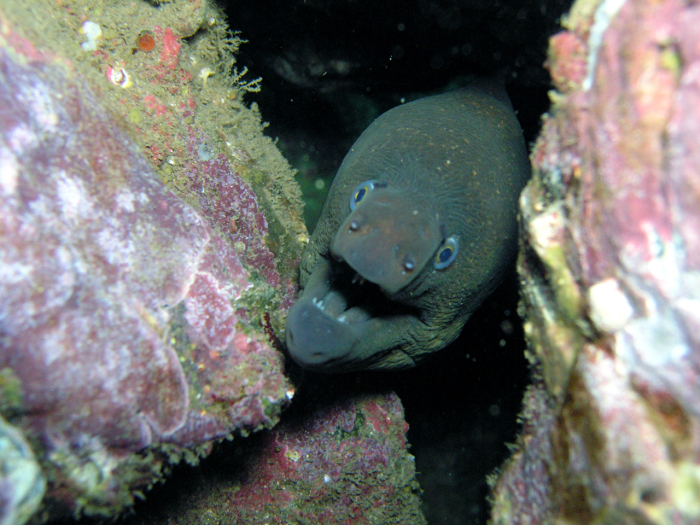 Moray Eel - Catalina