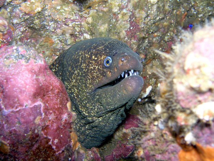 Moray Eel - Catalina