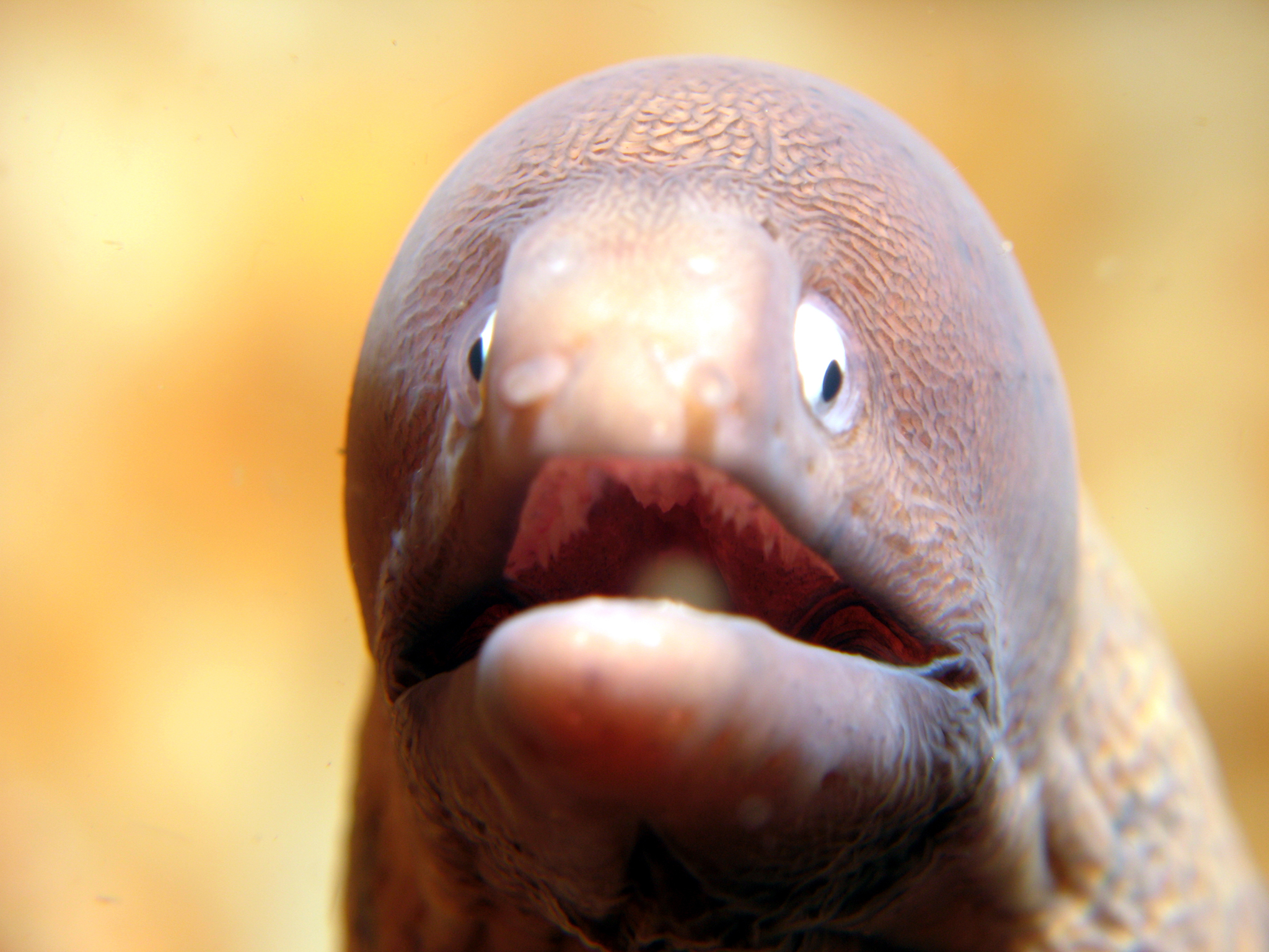 Moray Eel closeup shot