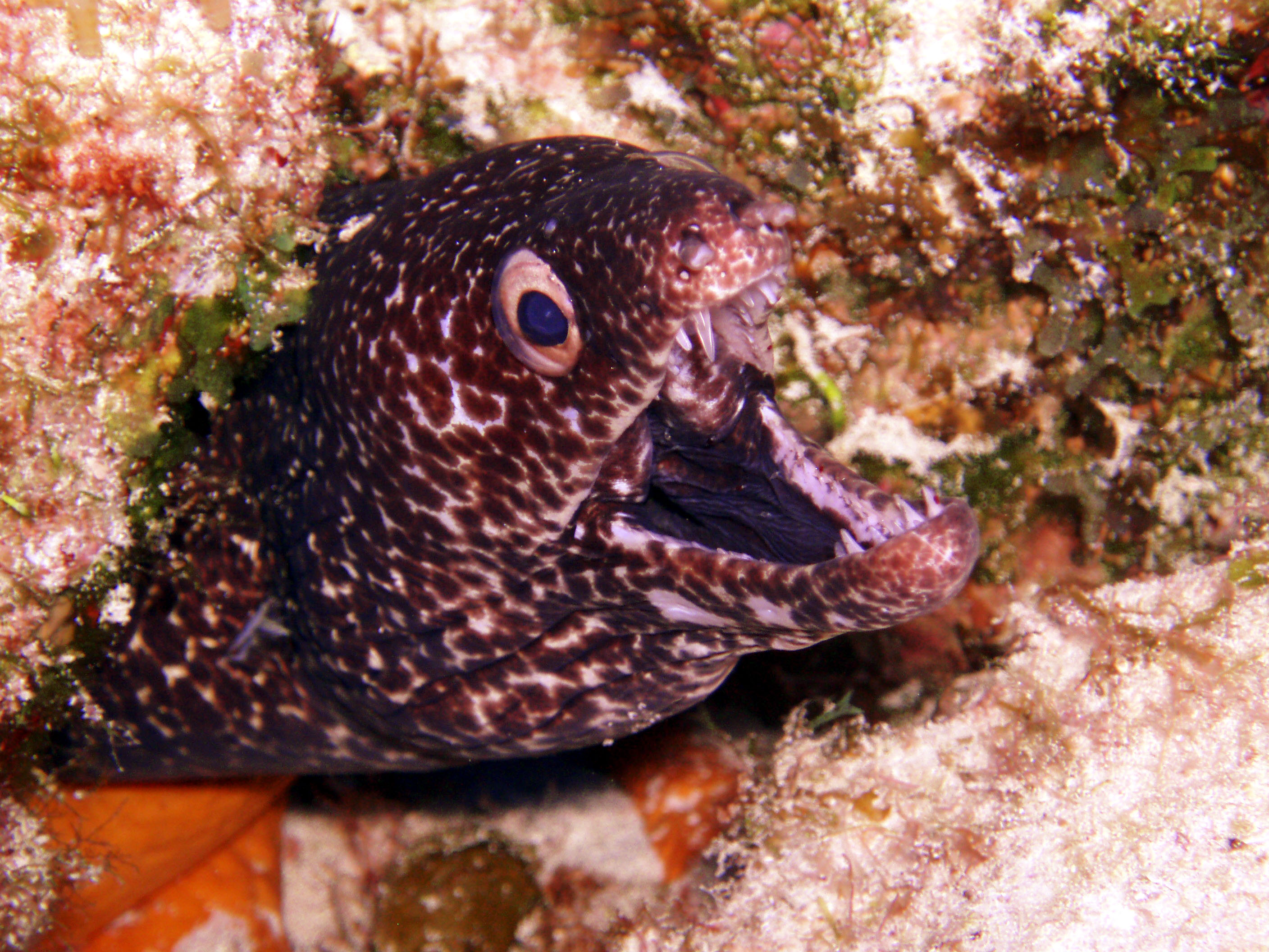 Moray eel - Cozumel