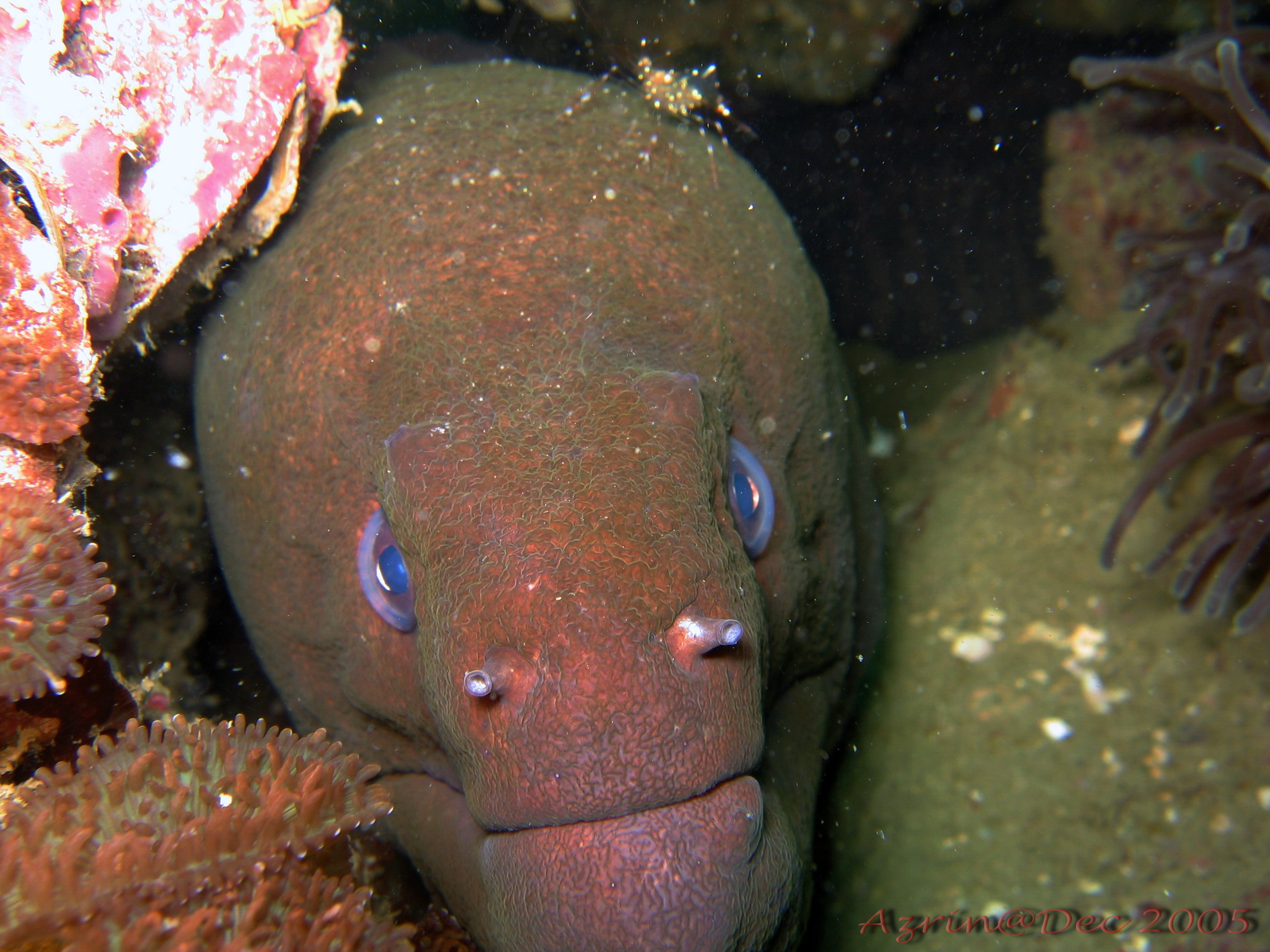 Moray Eel. Kinda remind me of my granma.