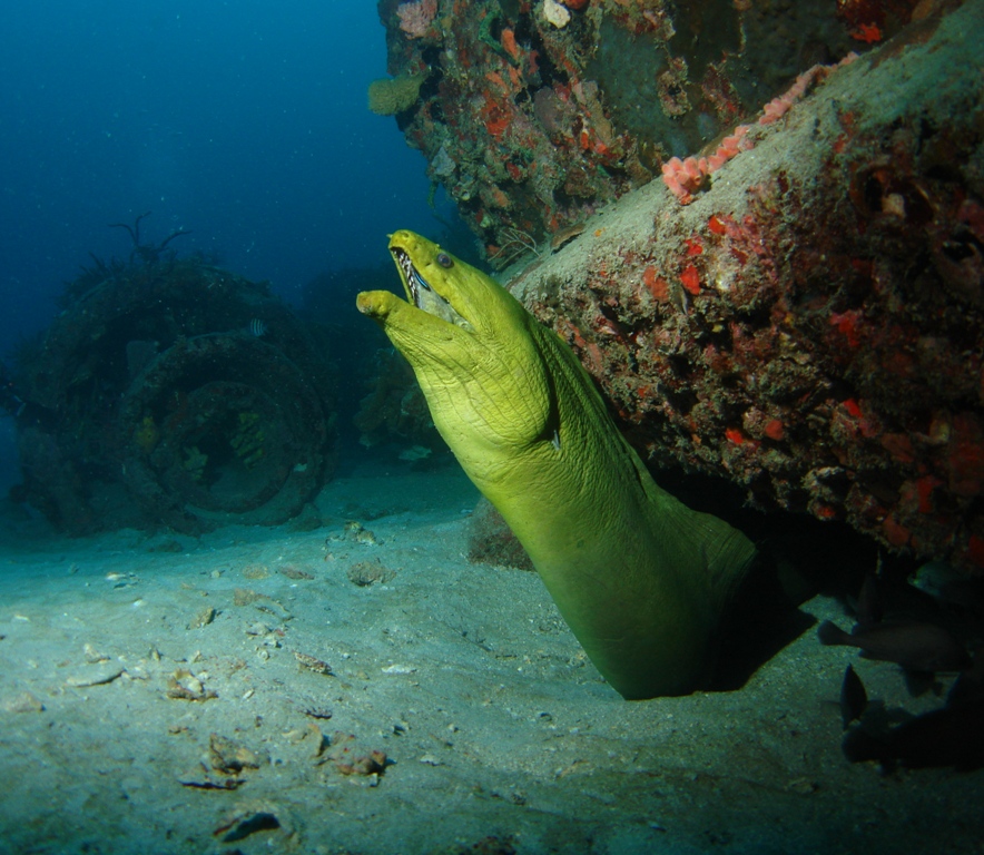 Moray Eel On Sea Emporer - 1