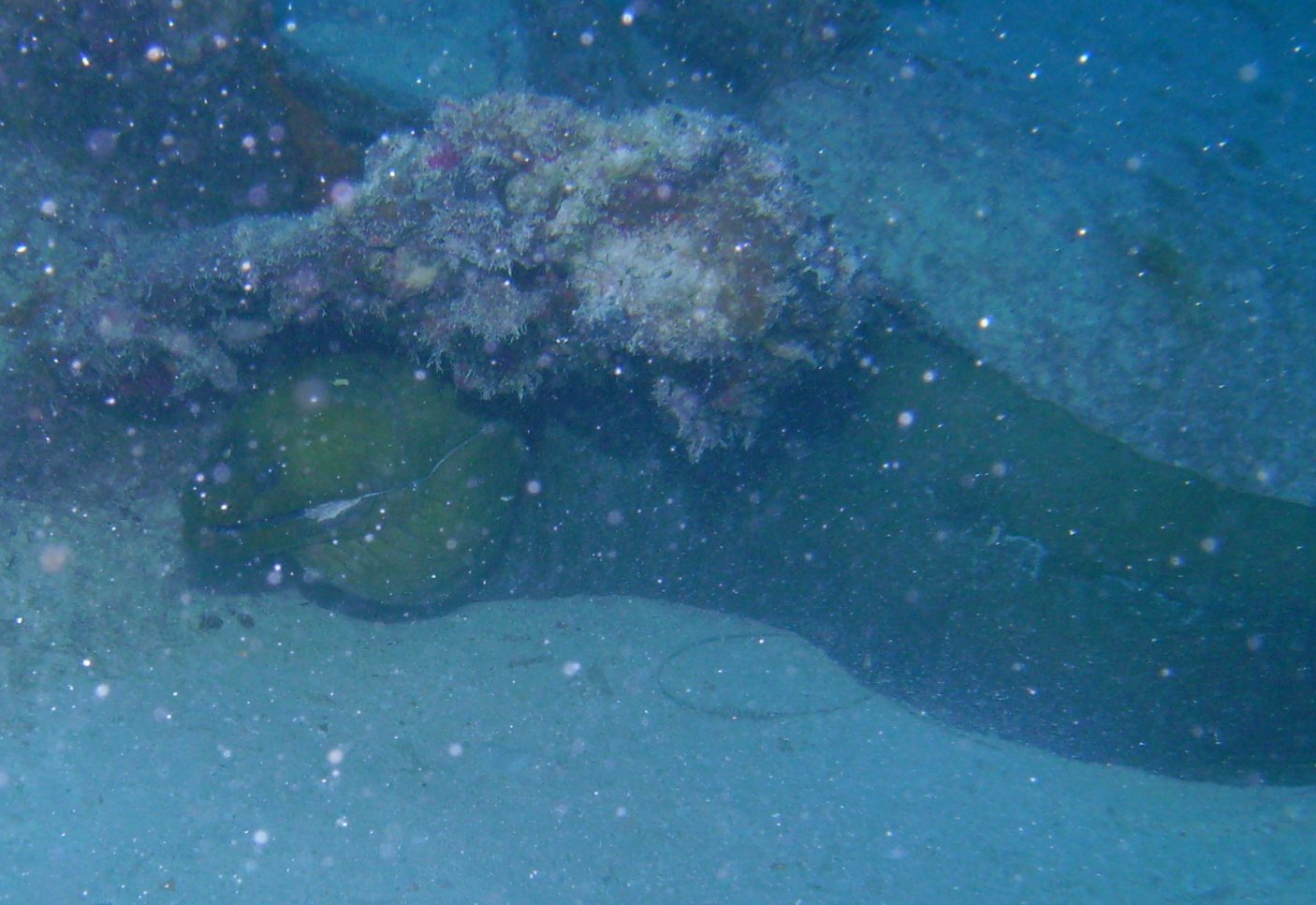 Moray Eel on The Eagle (Wreck)