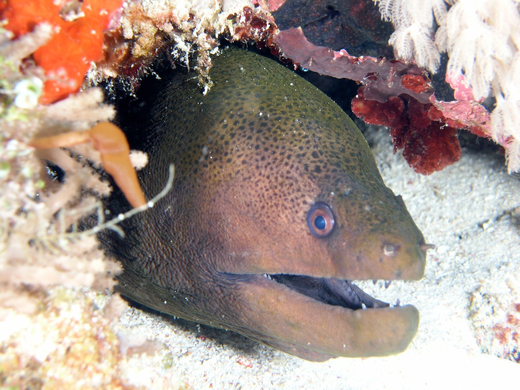 Moray Eel - Scuba Diving in Sabah, Borneo