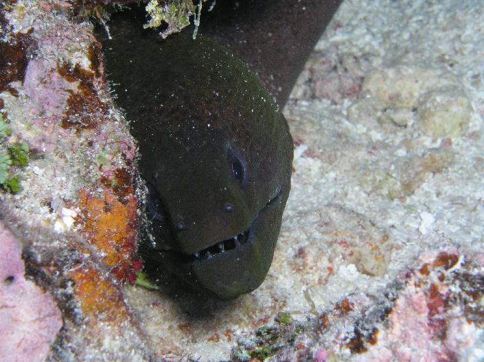 Moray eel - Tikehau