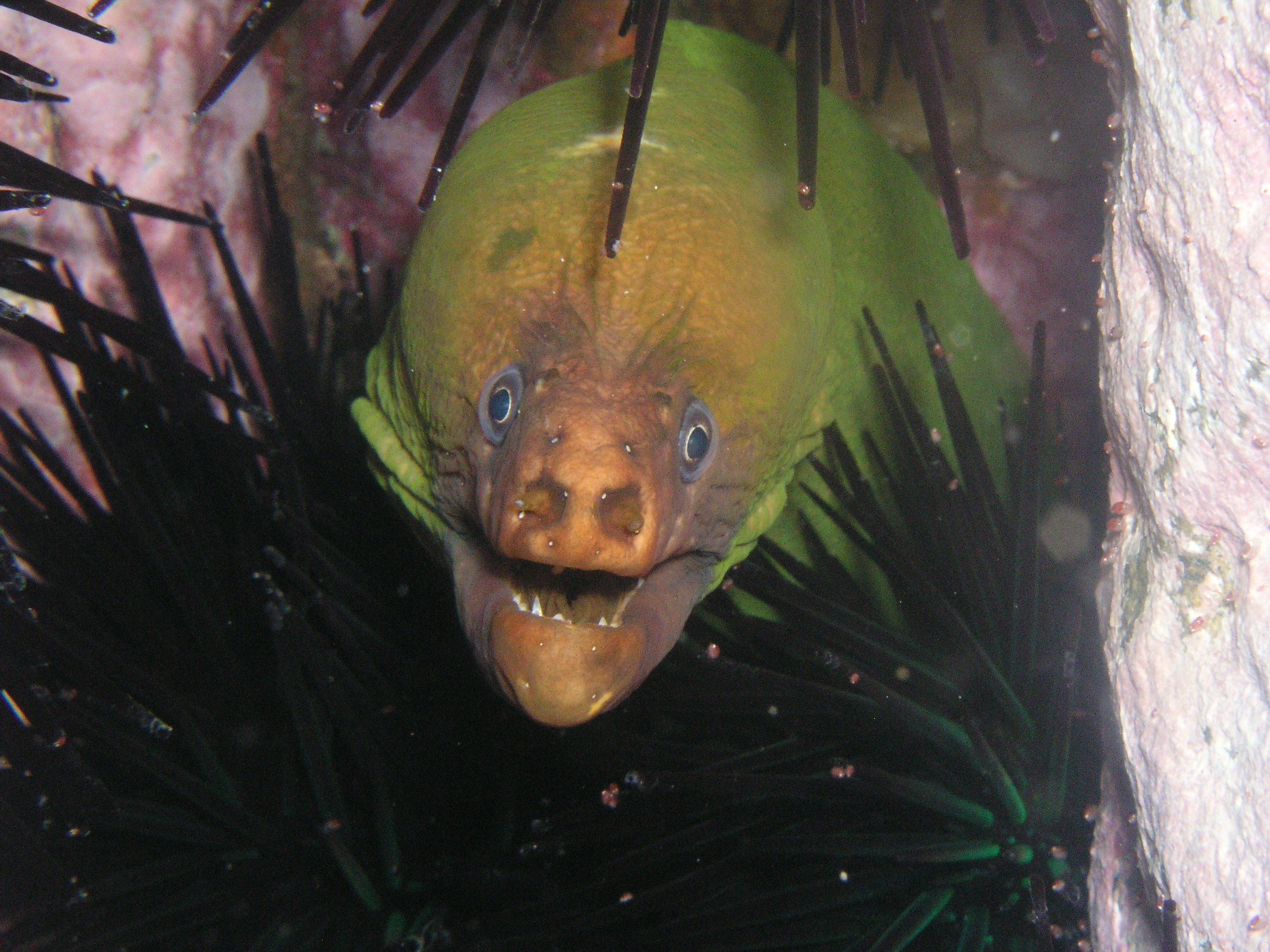 Moray Eel - uneditied