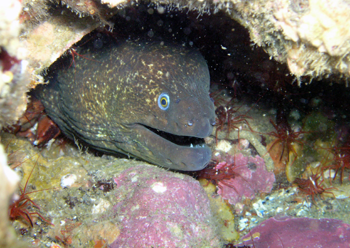 Moray Eel w/ Shrimp - Shaw's Cove