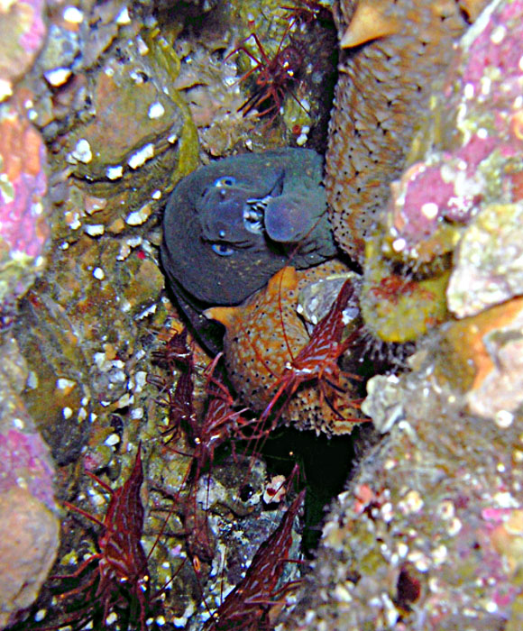 Moray Eel with Shrimp