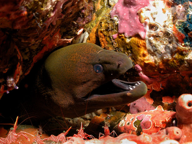 Moray Eel With Shrimps