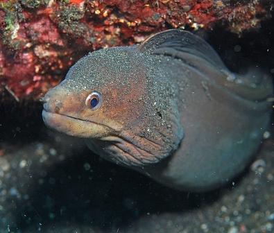 Moray Eel