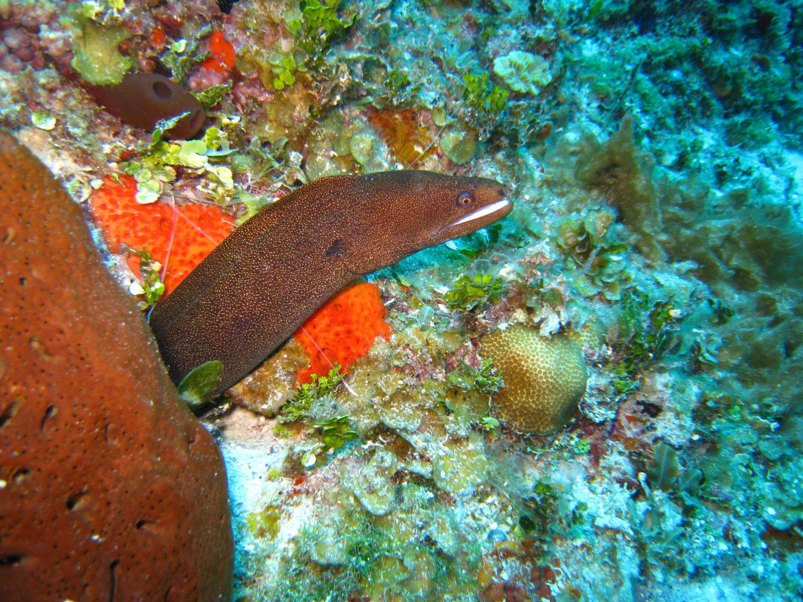 Moray Eel