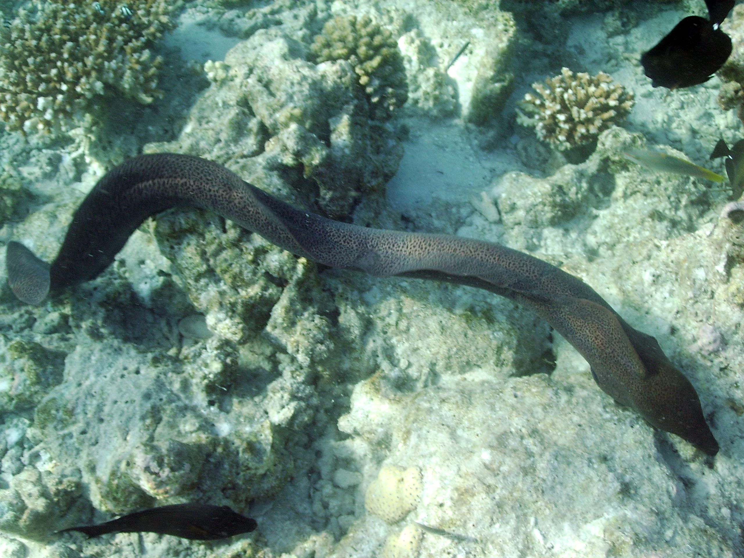 Moray eel