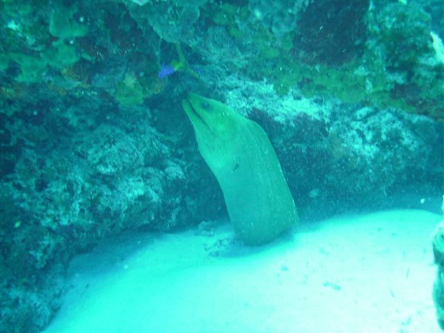 Moray Eel