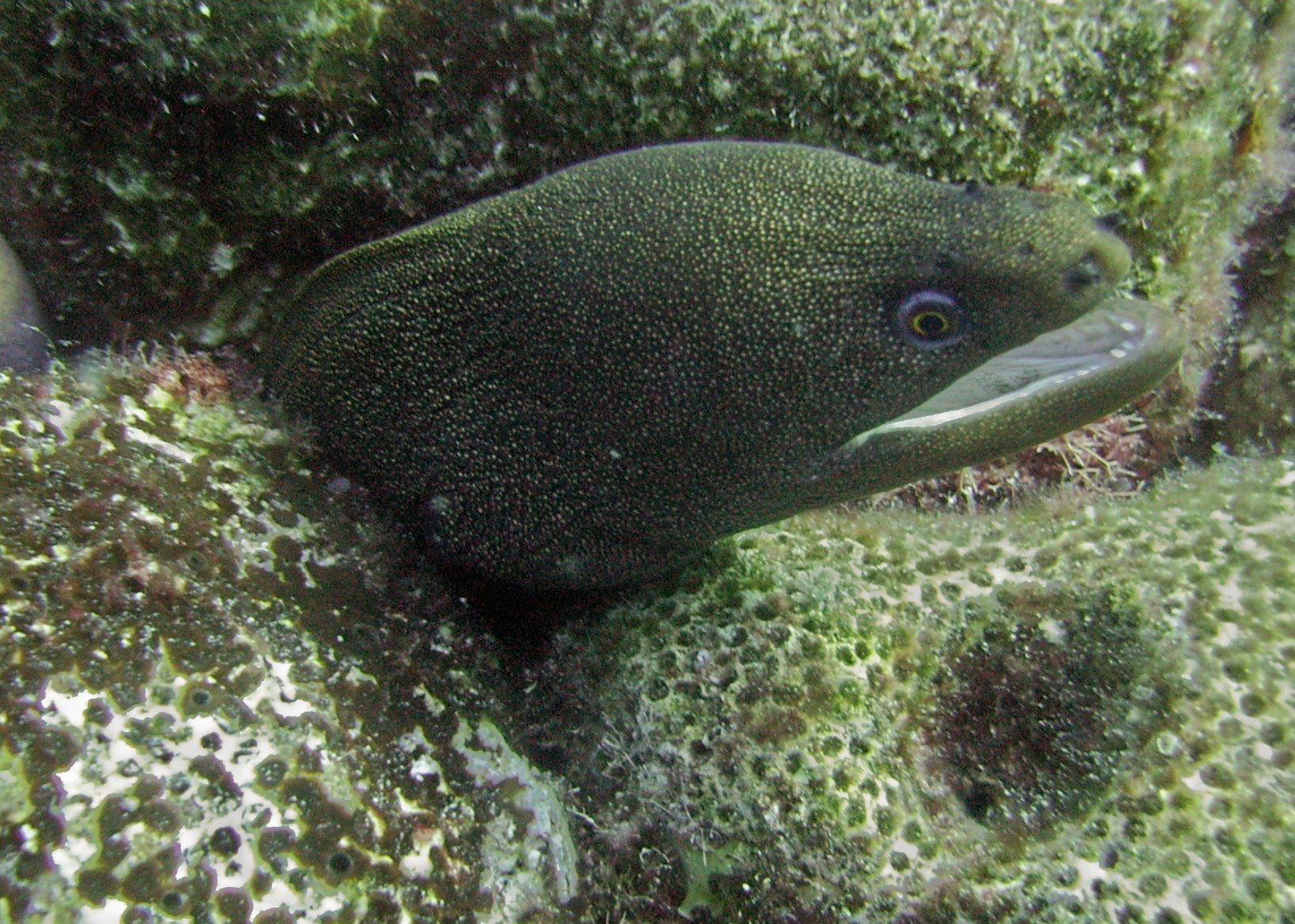 Moray eel