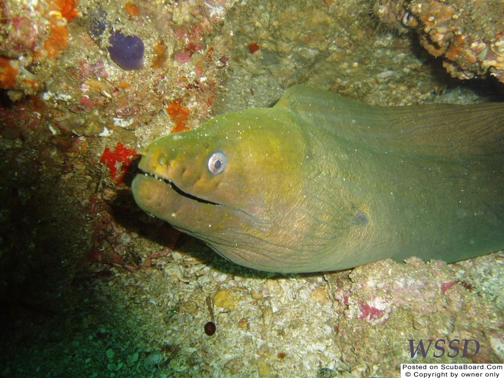 Moray Eel